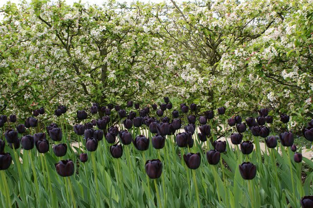 Spring at The ALnwick Garden